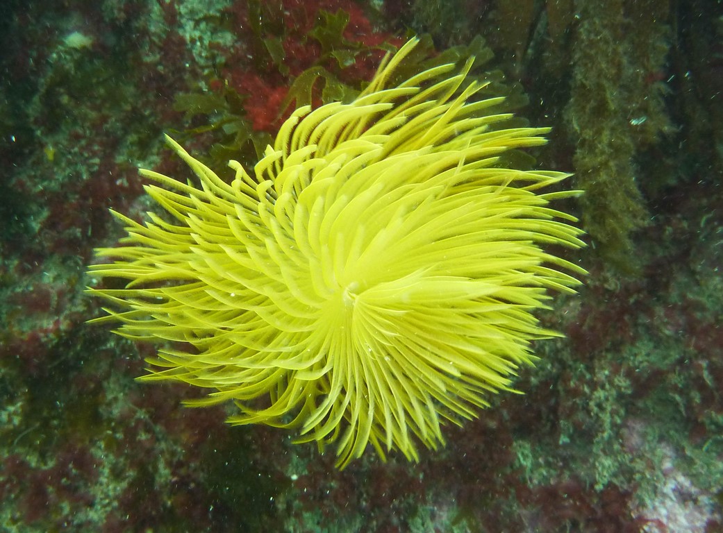 Sabella spallanzanii